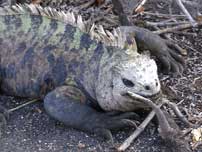 r.iguana.jpg